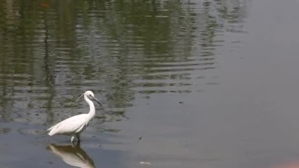 Een Volwassen Witte Vogel Egretta Garzetta Kleine Zilverreiger Die Naar — Stockvideo