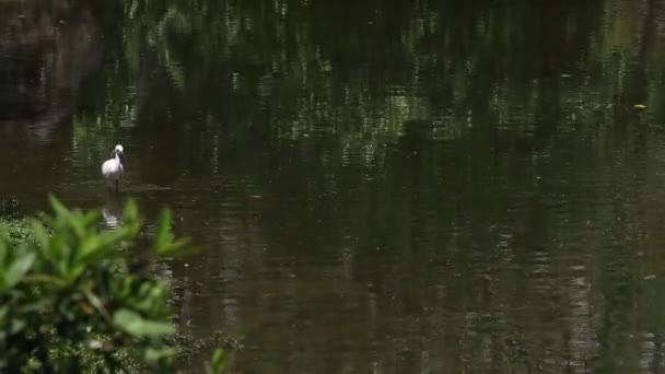 Ein Ausgewachsener Weißer Vogel Egretta Garzetta Ein Seidenreiher Der Zum — Stockvideo