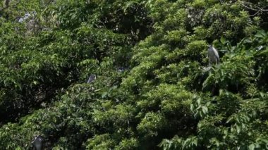 Bir grup kuş Nycticorax Nycticorax, Tayvan-Dan 'in başkenti Taipei' deki Daan Orman Parkı 'ndaki gölün ağaçlarında yaşayan siyah taçlı gece balıkçıl kuşu.