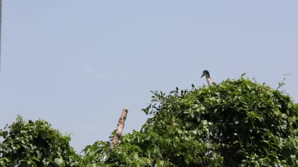 Oiseau Adulte Nycticorax Nycticorax Héron Nuit Couronné Noir Sommet Arbre — Video