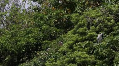 Bir grup kuş Nycticorax Nycticorax, Tayvan-Dan 'in başkenti Taipei' deki Daan Orman Parkı 'ndaki gölün ağaçlarında yaşayan siyah taçlı gece balıkçıl kuşu.