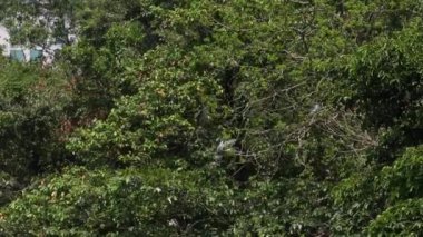 Bir grup kuş Nycticorax Nycticorax, Tayvan-Dan 'in başkenti Taipei' deki Daan Orman Parkı 'ndaki gölün ağaçlarında yaşayan siyah taçlı gece balıkçıl kuşu.