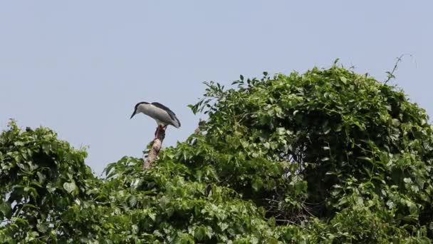 台湾首都台北大安森林公园 一只成年鸟 栖息在绿树湖上 头戴黑色王冠 — 图库视频影像