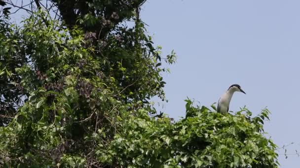 大人の鳥Nycticorax Nycticorax 木の上に黒冠の夜のサギが飛ぶ 台北の大安森林公園で湖 台湾の首都ダン — ストック動画
