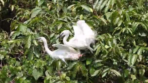 大人2羽の白い鳥エグレッタ ガルゼッタ 台湾の首都 台北の大安森林公園の湖で木の上を飛ぶ小さな挨拶 — ストック動画