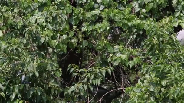 Grupp Fåglar Nycticorax Nycticorax Svartkrönt Natt Häger Bor Träden Sjön — Stockvideo