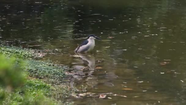 Dospělý Pták Nycticorax Nycticorax Noční Volavka Černou Korunou Odpočívající Vodě — Stock video