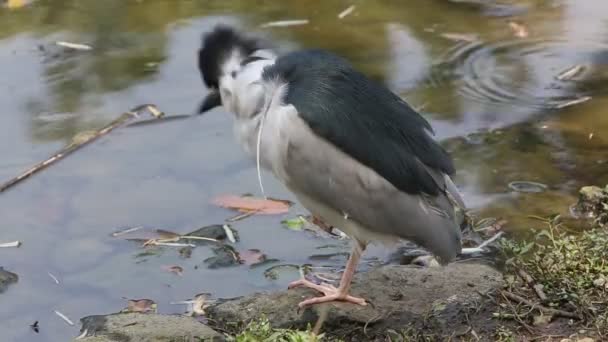 Pássaro Adulto Nycticorax Nycticorax Garça Noite Coroada Preto Descansando Água — Vídeo de Stock