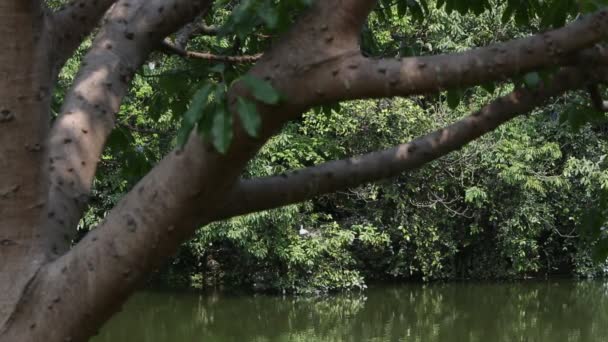 Nycticorax Nycticorax, héron de nuit couronné noir, et Egretta Garzetta, petite aigrette, vie tranquille sur l'arbre du lac au parc forestier Taiwan Daan à Taipei-Dan 