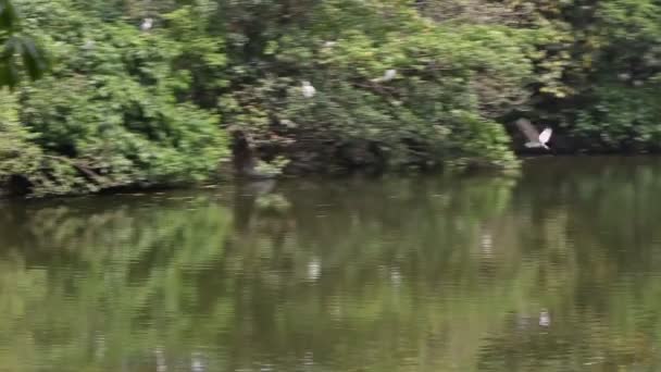 Nycticorax Nycticorax Zwart Gekroonde Nachtreiger Egretta Garzetta Kleine Zilverreiger Rustig — Stockvideo