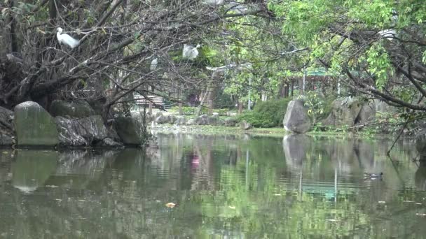 在台湾首都台北的大安森林公园 一群白鸟在湖中的树上筑巢 小白鹭正在准备筑巢 — 图库视频影像