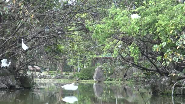 Group White Bird Egretta Garzetta Little Egret Prepare Nest Tree — Stock Video