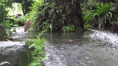 4K Bir yetişkin Malezya gece balıkçıl mavi bilgili Tayvan-Dan Park Taipei 'de bir gölet yanında dinleniyor
