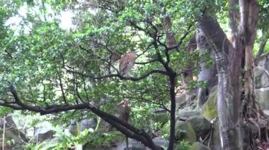 4K Bir yetişkin Malezya gece balıkçıl mavi bilgili Tayvan-Dan Park Taipei 'de bir gölet yanında dinleniyor