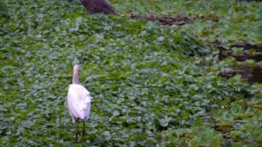 Yetişkin beyaz bir Egretta Garzetta 'nın gölün sularındaki Yavaş Hareketi. Taipei şehrindeki Daan Orman Parkı 'nda küçük bir balıkçıl. Tayvan Dan.