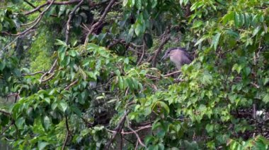 Yetişkin bir kuş Nycticorax 'ın Yavaş Hareketi, Taipei şehrindeki Daan Orman Parkı' ndaki gölün ağaçlarında yaşayan siyah taçlı balıkçıl kuşu. Tayvan-Dan