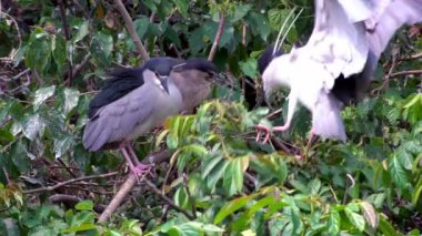 Yetişkin bir kuş Nycticorax 'ın Yavaş Hareketi, Taipei şehrindeki Daan Orman Parkı' ndaki gölün ağaçlarında yaşayan siyah taçlı balıkçıl kuşu. Tayvan-Dan