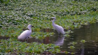 Gölün sularında iki yetişkinin ağır hareketi beyaz Egretta Garzetta. Taipei şehrindeki Daan Orman Parkı 'nda küçük bir balıkçıl. Tayvan Dan.