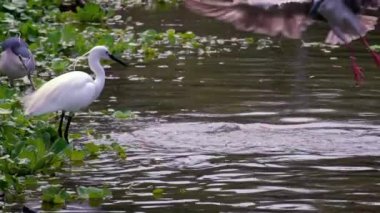 Yavaş Hareketli Kuşlar Nycticorax ve beyaz Egretta Garzetta, Comun Sazan ile gölün sularında. Siyah taçlı balıkçıl ve Taipei 'deki Daan Ormanı Parkı' nın balıklarıyla gölde küçük balıkçıl. Tayvan-Dan
