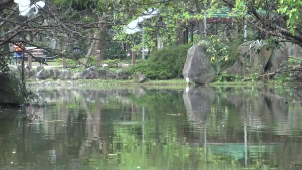 白い鳥のグループEgretta Garzetta 少し後悔台湾の首都 台北の大安森林公園で湖の湖で木の上の巣を準備 — ストック動画