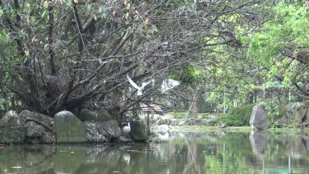 Csoport Fehér Madár Egretta Garzetta Kis Egret Előkészíti Fészket Partján — Stock videók