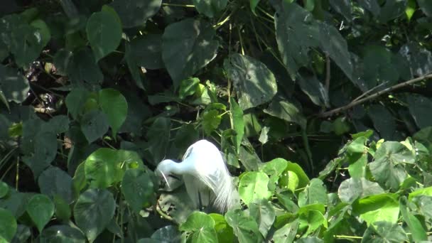 Pájaro Blanco Egretta Garzetta Pequeña Garza Cuida Nido Árbol Del — Vídeo de stock