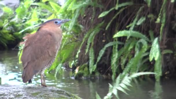 Adult Malayan Night Heron Brown Blue Lores Rest Pond Park — Stock Video