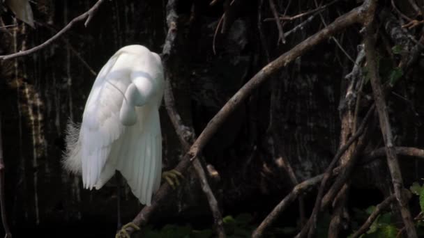 Slow Motion Van Een Volwassen Vogel Witte Egretta Garzetta Boom — Stockvideo
