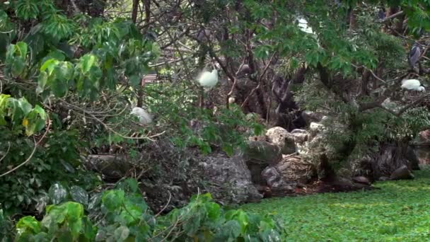 Αργή Κίνηση Των Ενήλικων Πουλιών Nycticorax Και Λευκό Egretta Garzetta — Αρχείο Βίντεο