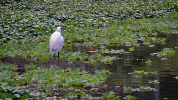 Slow Motion Vuxen Vit Egretta Garzetta Vattnet Sjön Liten Egret — Stockvideo