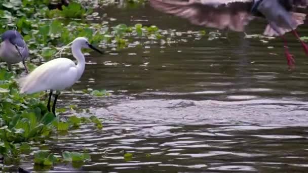 Αργή Κίνηση Πουλιά Nycticorax Και Λευκό Egretta Garzetta Στο Νερό — Αρχείο Βίντεο