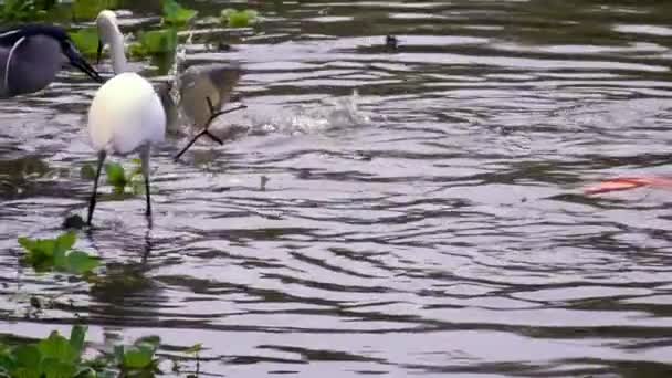 Αργή Κίνηση Πουλιά Nycticorax Και Λευκό Egretta Garzetta Στο Νερό — Αρχείο Βίντεο