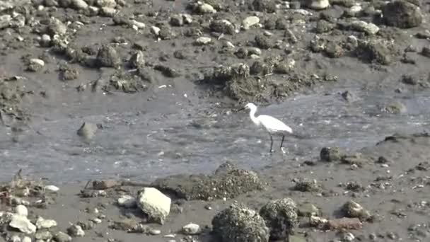 Pasăre Albă Adultă Egretta Garzetta Egretul Mic Zboară Plajă Căutând — Videoclip de stoc