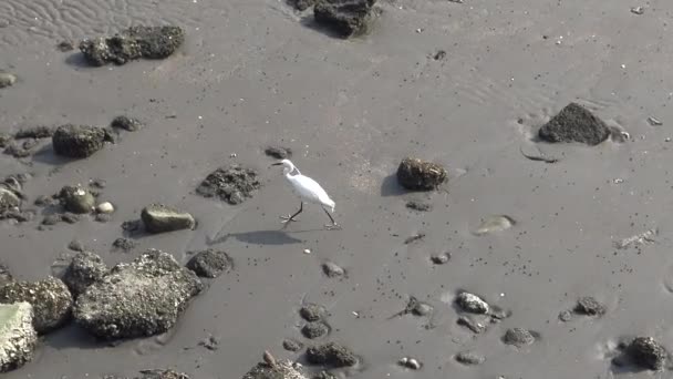 Uccello Bianco Adulto Egretta Garzetta Garzetta Vola Spiaggia Cerca Cibo — Video Stock