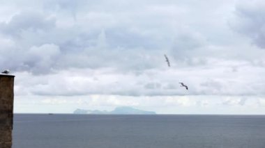 İtalya 'nın arka planında Capri adası olan Napoli Kalesi' nin taştan duvarına tünemiş martıların Yavaş Hareketi. Akdeniz 'de uçan kuşlar görüyor. Martı okyanusun üzerinde uçar. Kuşsuz uçuş Dan