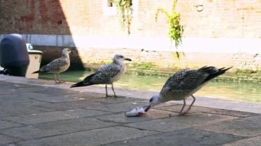 Venedik 'te kanallar dışında pazarda balık yiyen bir martının Yavaş Hareketi. Büyük martı kuşu kanal suyunun yanında yemek yer. Rıhtımdaki en eski sokaklardan birinde balık atığı yiyen martılar.