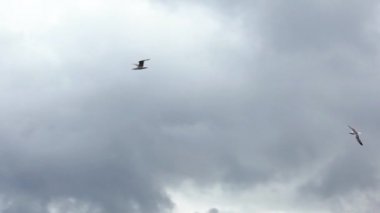 Ağır çekim. Akdeniz 'de uçan sıradan martıların siluet görüntüsü. Martı okyanusun üzerinde uçar. Deniz kıyısındaki martı. Uçsuz bucaksız geniş havadaki kuş. Ücretsiz uçuş Dan