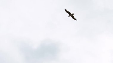 Ağır çekim. Akdeniz 'de uçan sıradan martıların siluet görüntüsü. Martı okyanusun üzerinde uçar. Deniz kıyısındaki martı. Uçsuz bucaksız geniş havadaki kuş. Ücretsiz uçuş Dan