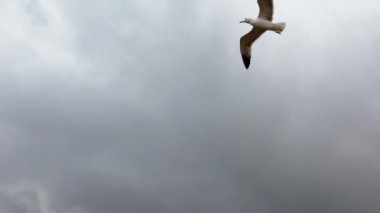 Ağır çekim. Akdeniz 'de uçan sıradan martıların siluet görüntüsü. Martı okyanusun üzerinde uçar. Deniz kıyısındaki martı. Uçsuz bucaksız geniş havadaki kuş. Ücretsiz uçuş Dan