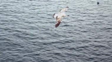 Ağır çekim. Akdeniz 'de uçan martıların üst görünümü. Martı havadan okyanusun üzerinde uçuyor. Deniz kıyısındaki martı. Uçsuz bucaksız uçsuz bucaksız uçsuz bucaksız havada yükselen görüntülü kuş. Ücretsiz uçuş Dan