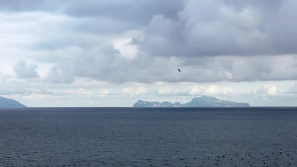 Slow Motion Common Gaivotas Voando Mediterrâneo Ver Com Capri Ilha — Vídeo de Stock