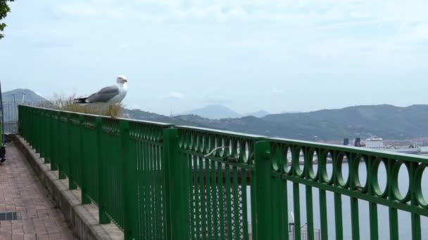 Cámara Lenta Vista Gaviota Común Volando Sobre Mediterráneo Ver Gaviota — Vídeo de stock