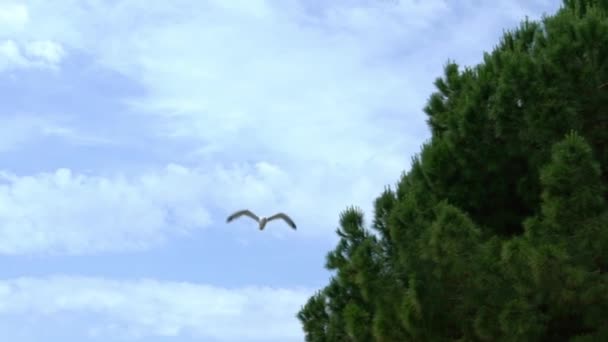 Cámara Lenta Vista Gaviota Común Volando Sobre Mediterráneo Ver Gaviota — Vídeos de Stock