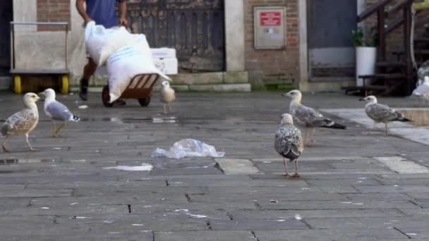 Seagulls Standing Fish Market Venice Italy Man Worked Hand Truck — Stock Video