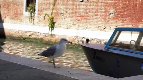 意大利威尼斯堤上一只海鸥的特写 大海鸥在运河边休息 海鸥站在海滨最古老的街道之一 — 图库视频影像