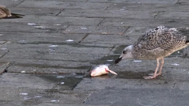 Großaufnahme Einer Möwe Die Auf Einem Markt Neben Kanälen Venedig — Stockvideo