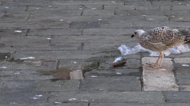 Close Seagull Eating Fish Market Canals Venice Big Seagull Bird — Stock Video