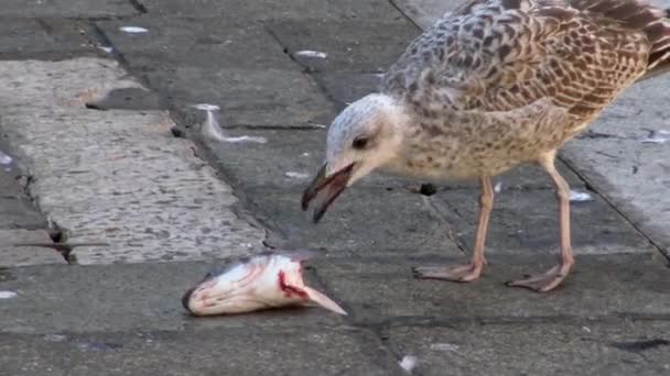 Close Seagull Eating Fish Market Canals Venice Big Seagull Bird — Stock Video