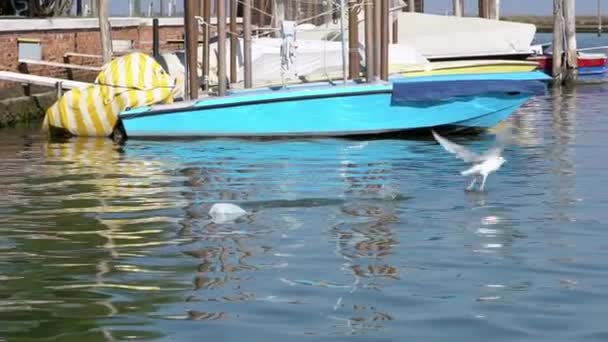 海鸥带着垃圾袋缓慢地飞越威尼斯运河的水面 大海鸥在布尔诺海里的运河 船只和垃圾中飞翔 污染是对野生动物的严重威胁 — 图库视频影像