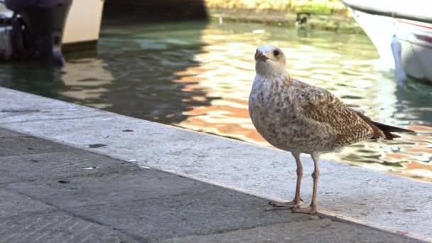 Moción Lenta Una Gaviota Sentada Terraplén Venecia Italia Pájaro Gaviota — Vídeo de stock